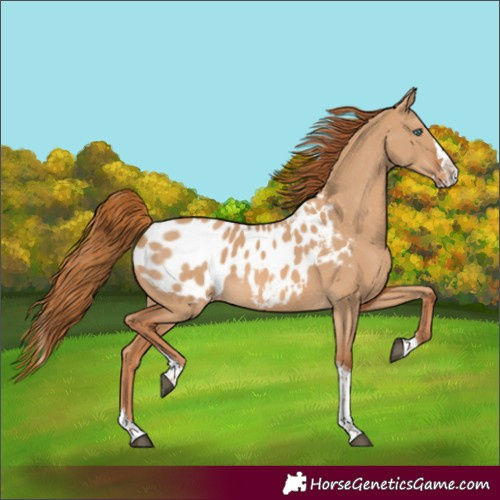 Horse Color:Red Dun Splash Tobiano Appaloosa