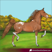 Horse Color:Chestnut Tobiano Frame Varnish