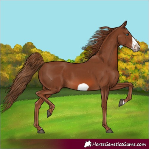 Horse Color:Chestnut Frame 