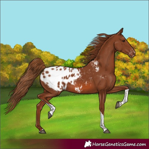 Horse Color:Chestnut Tobiano Appaloosa 
