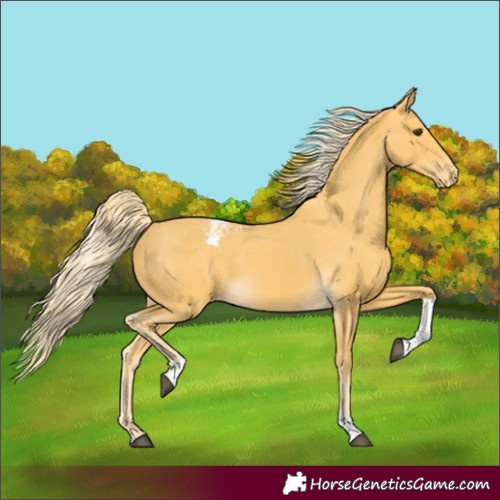 Horse Color:Palomino Tobiano Appaloosa 