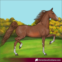 Horse Color:Chestnut Sabino