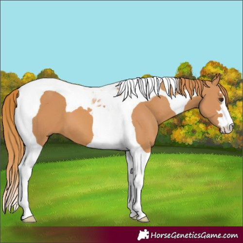 Horse Color:Chestnut Tobiano 