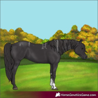 Horse Color:Powder White Smoky Black Rabicano 