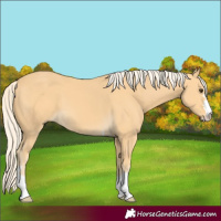 Horse Color:Palomino