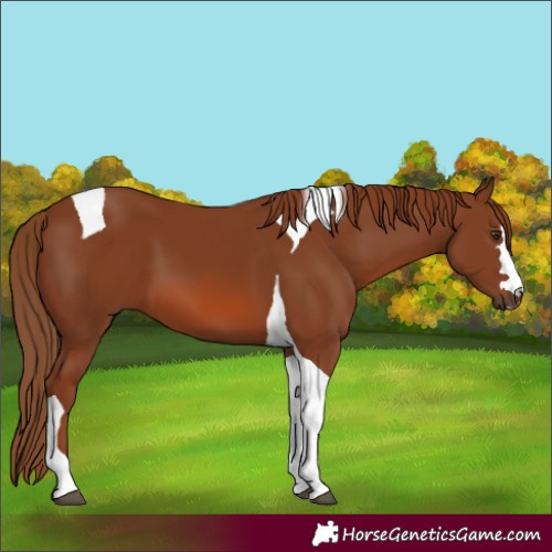 Horse Color:Chestnut Tobiano 