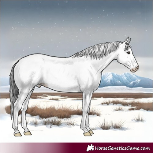 Horse Color:White Spotted Black Appaloosa Rabicano