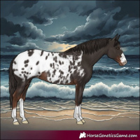Horse Color:Liver Chestnut Blanket Rabicano