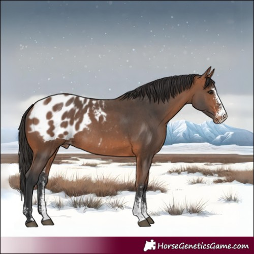 Horse Color:Bay Sabino Appaloosa Rabicano 