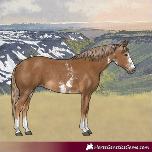 Horse Color:Gray Palomino Sabino Appaloosa Rabicano 