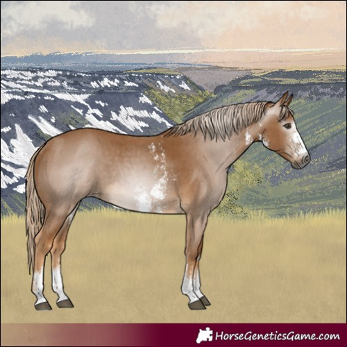 Horse Color:Gray Palomino Sabino Varnish Rabicano 