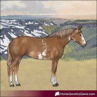 Horse Color:Gray Palomino Sabino Appaloosa Rabicano 