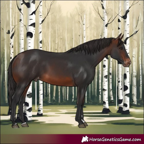 Horse Color:Brown Appaloosa
