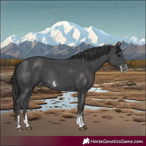 Horse Color:Black Sabino Appaloosa Rabicano 