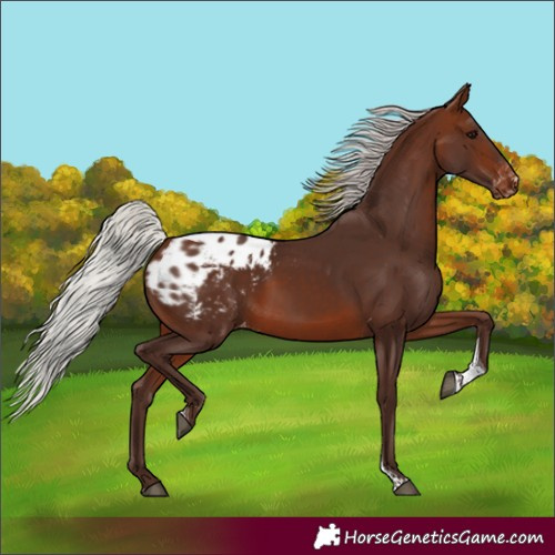Horse Color:Silver Brown Tobiano Blanket