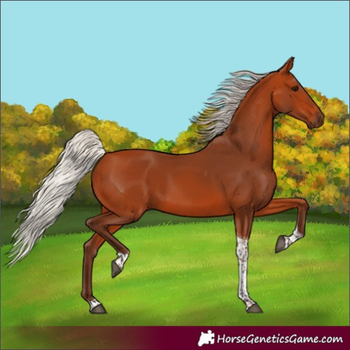 Horse Color:Silver Bay Tobiano