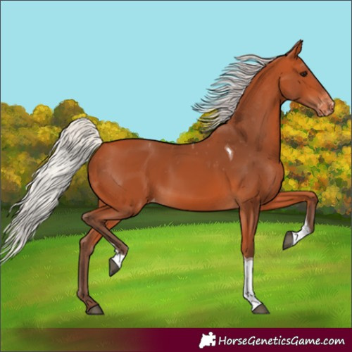 Horse Color:Silver Bay Tobiano Appaloosa