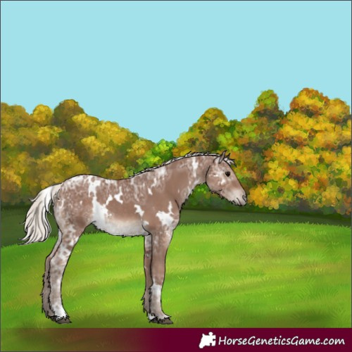 Horse Color:White Spotted Silver Black Ice Rabicano 