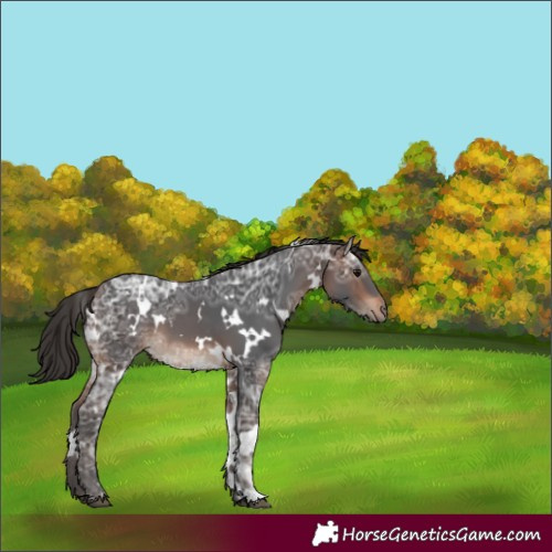 Horse Color:White Spotted Brown Ice 