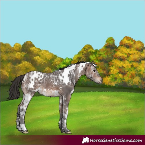 Horse Color:White Spotted Brown Ice 