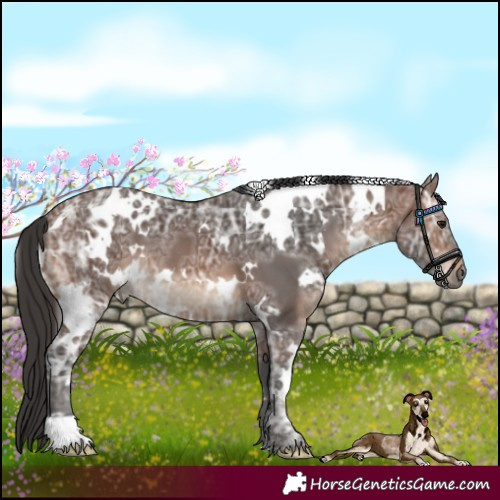 Horse Color:White Spotted Brown Ice