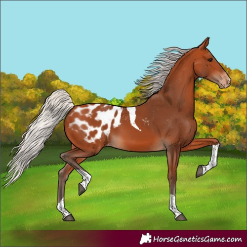 Horse Color:Silver Bay Tobiano Appaloosa