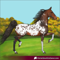Horse Color:Bay Tobiano Near Leopard 