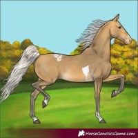 Horse Color:Silver Buckskin Tobiano Varnish