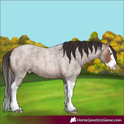 Horse Color:Bay Roan Splash