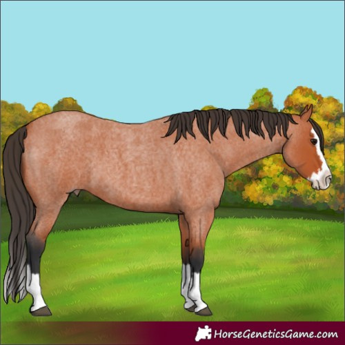 Horse Color:Bay Roan Splash 