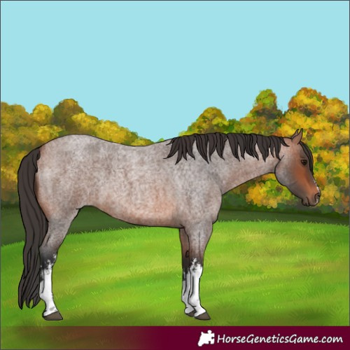 Horse Color:White Spotted Bay Roan