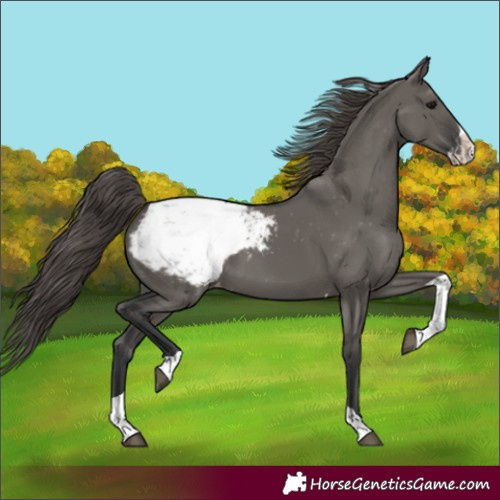 Horse Color:Grullo Splash Tobiano Appaloosa