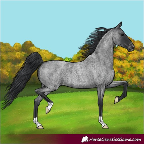 Horse Color:Blue Roan Appaloosa