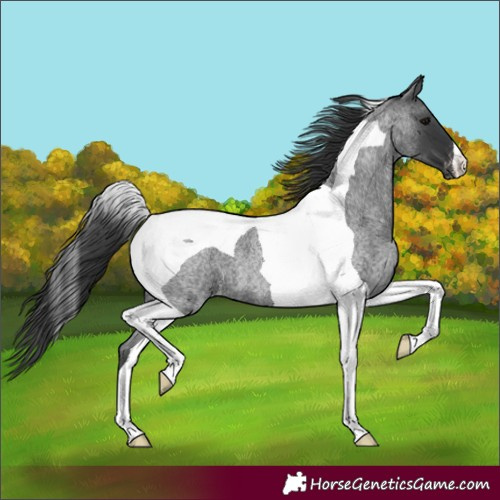 Horse Color:Blue Roan Tobiano Appaloosa