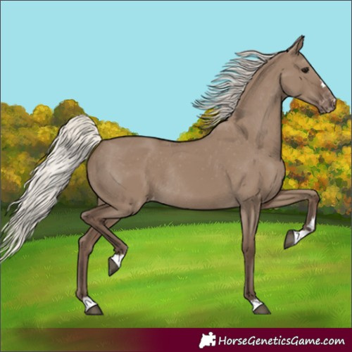 Horse Color:Silver Grullo Appaloosa Rabicano 