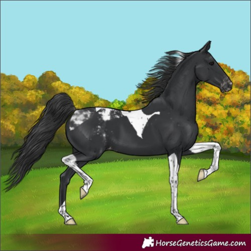 Horse Color:Black Tobiano Appaloosa 