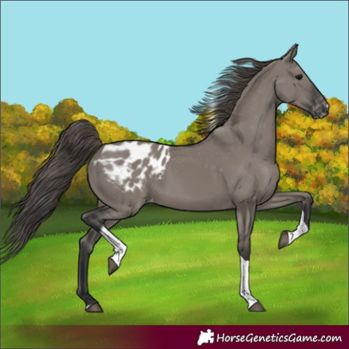 Horse Color:Grullo Tobiano Appaloosa Rabicano