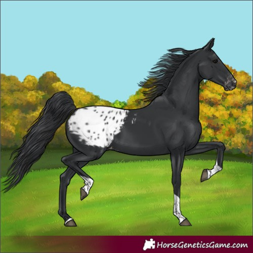 Horse Color:Black Tobiano Appaloosa Rabicano 