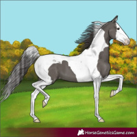 Horse Color:Grullo Splash Tobiano Varnish