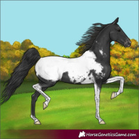 Horse Color:Black Tobiano Snowcap 