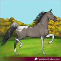Horse Color:Grullo Tobiano Varnish