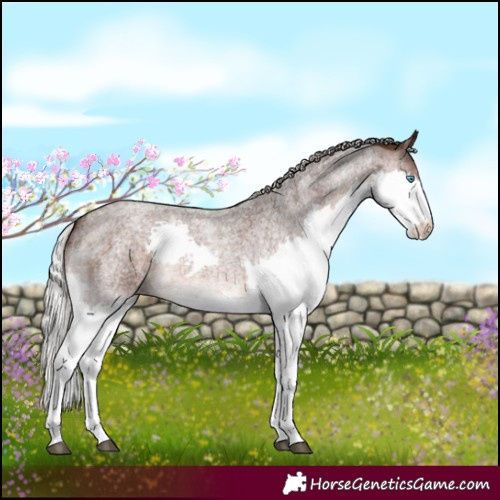 Horse Color:Silver Brown Roan Splash Rabicano 