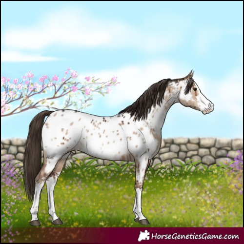 Horse Color:White Spotted Liver Red Dun Near Leopard Brindle