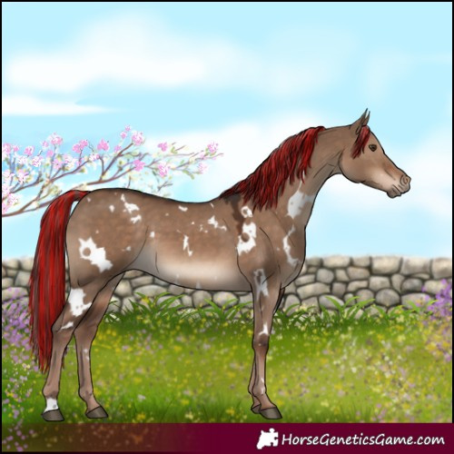 Horse Color:Painted White Spotted Liver Red Dun