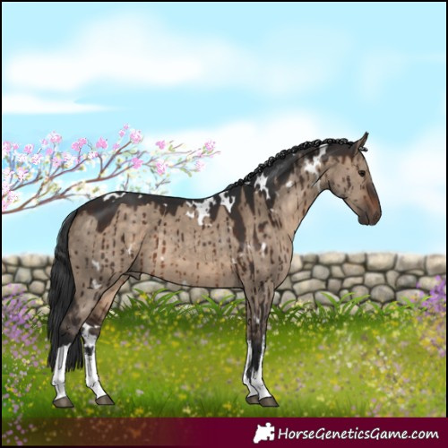 Horse Color:White Spotted Brown Dun Rabicano Brindle 