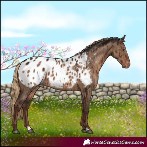 Horse Color:Liver Red Dun Blanket Rabicano Brindle 