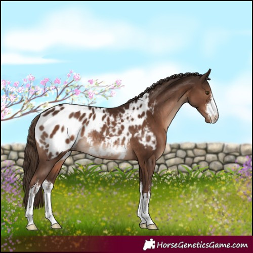 Horse Color:White Spotted Liver Chestnut Appaloosa Rabicano 