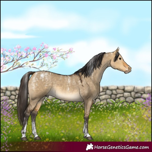 Horse Color:Powder White Buckskin Dun 