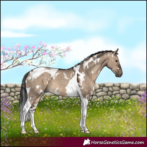 Horse Color:White Spotted Brown Dun Tobiano 