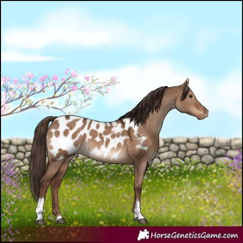 Horse Color:Liver Red Dun Tobiano Appaloosa